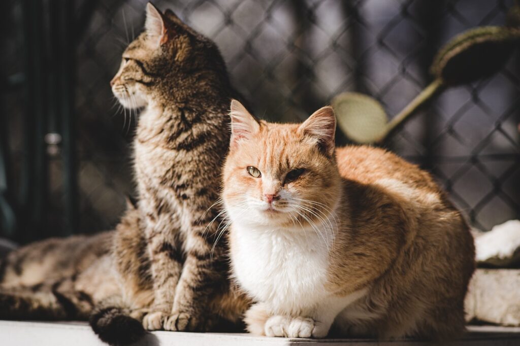animal, cat, pet, feline, mammal, kitty, pets, fur, whiskers, cat, nature, cat, cat, cat, cat