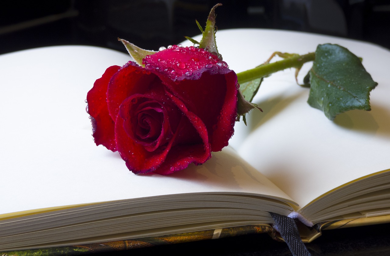rosa, flower, red, love, spring, plant, roses, beautiful flowers, flowering, beauty, romantic, flora, petal, romance, nature, flower background, rocio, drops, drop, anniversary, garden, flower wallpaper, rose wallpaper, rosa, rosa, rosa, rosa, rosa
